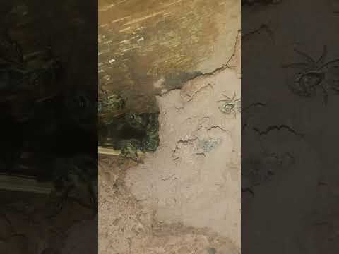 حراس النحل يمنعون العنكبوت من الاقتراب نحل نحلة النحل النحلة