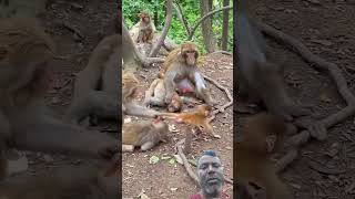 16 May 2026 good video title monkey dude video good video hairstyle#