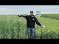 Hybrid Rye, Fall Triticale, Winter Wheat Fall Crop Seeding Dates
