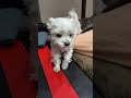 こんな超絶マイペースな犬いる?w #shorts #マルチーズ犬 #可愛い犬