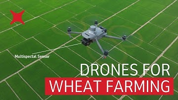 Wheat Farming: Harnessing Drones for Water Stress Monitoring