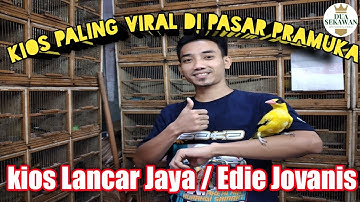PALING VIRAL! SURVEY HARGA BURUNG KIOS LANCAR JAYA EDIE JOVANIS PB PRAMUKA Menjelang tahun baru 2021