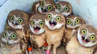 Best Funny Owls And Cute Owls Compilation 🦉😍 Funny Animals video