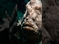 Frogfish hunt using a fake living lure attached to their head