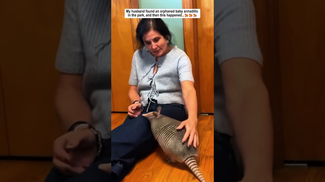 He Adopted An Armadillo
