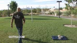 Got K9 Las Vegas Chihuahua Training