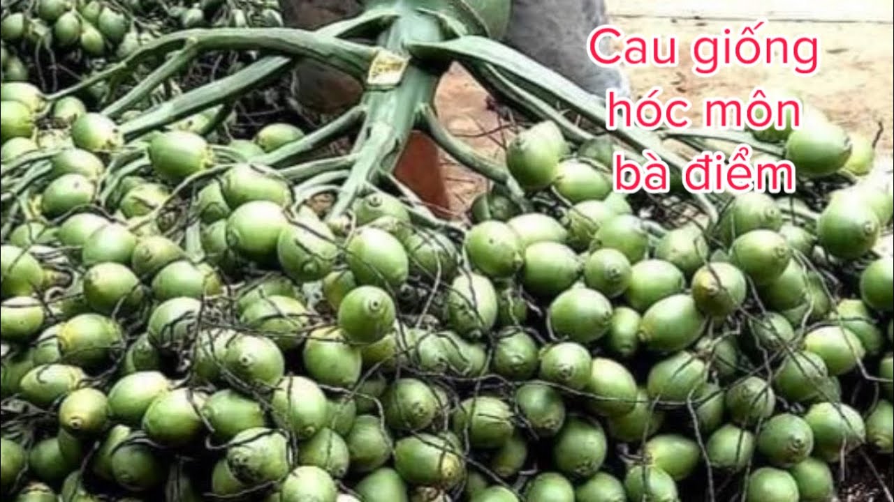 Cau hóc môn bà điểm. Giá cau. Zalo: 0987737608