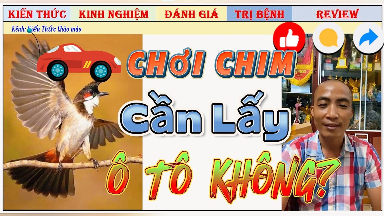 Lí do mà Nhất Tiến Lập chơi Chim Chào mào Lâu Năm nhưng chưa Đá được Ô Tô