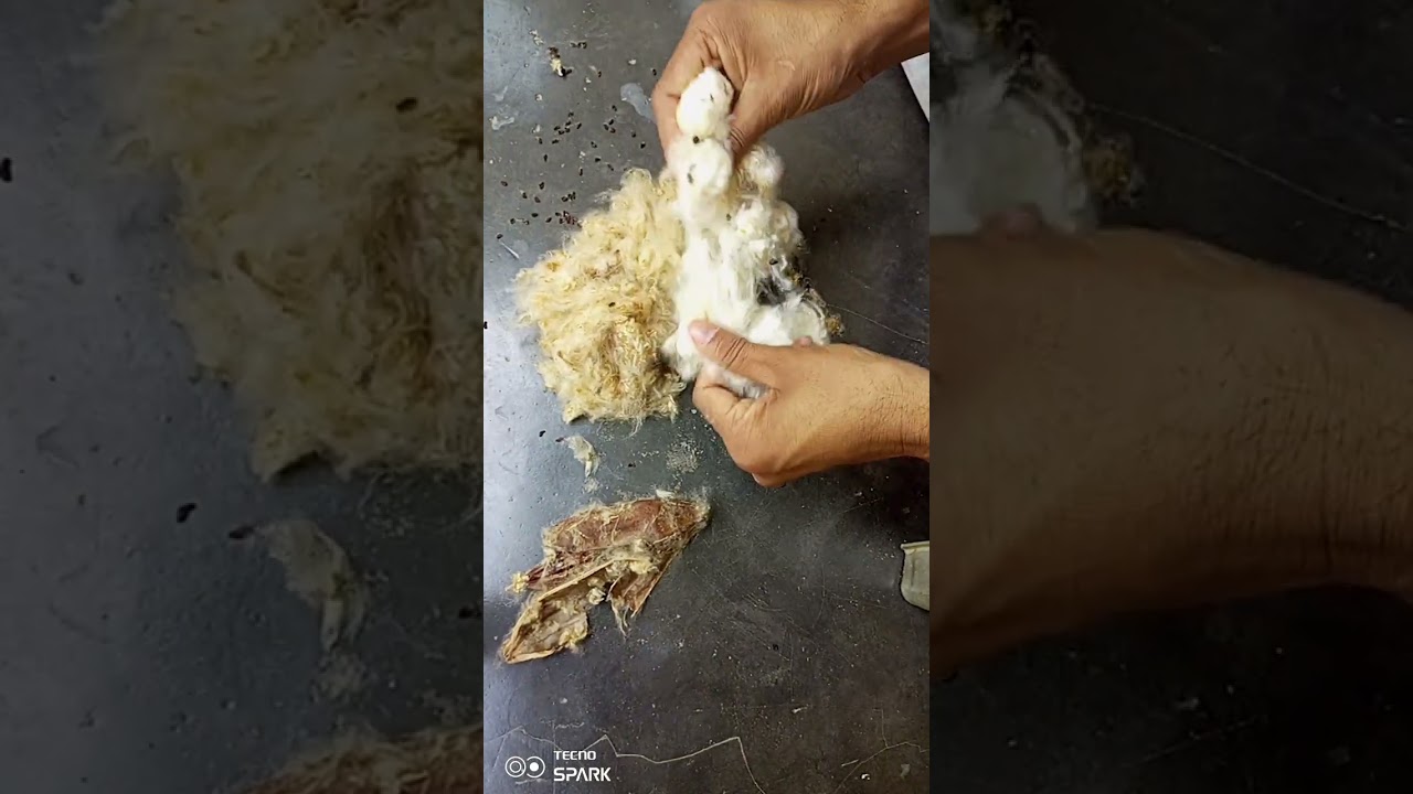 simal tree 🌲 white cotton