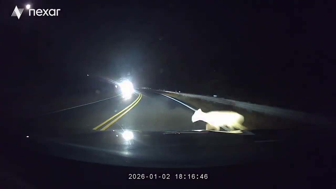I hit a deer.