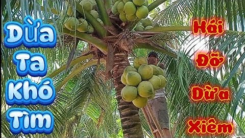 Dừa ta khó tìm .gặp vườn dừa xiêm lùn hái luôn .#quocduavlog 