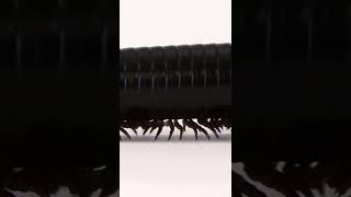 The largest of the 10,000 known millipede species, the giant African millipede reaches #shorts