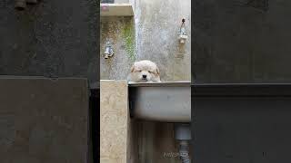 Cute Puppy Is Anxious To Get Down In The Sink #Cute#Puppy