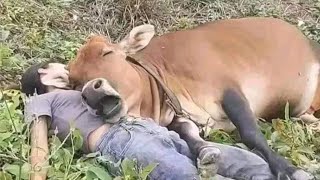 Nothing Can Prepare You For This Love Between Animal and Human! by MAI PM 40,301 views 1 day ago 10 minutes, 16 seconds