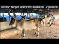 JAYRAM DESAI Kankrej cows kankrej calf kankrej bull collection with details milk capacity