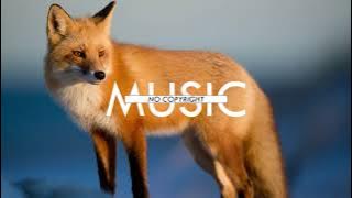 DayFox   Secret Places