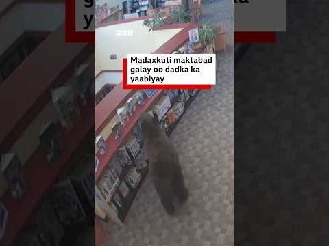 Maxaa dhacay markii madaxkuti uu maktabaddan galay?