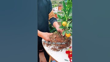 Hãy cùng Cốm đi chọn những cây quất xinh xắn nha mọi người