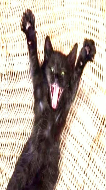 JEDAG JEDUG🔥🤯|| ALIGHT MOTION🔥🍀|| KUCING HITAM😻😻