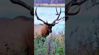 Wow! Spotted Angry Giant Horned Deer! गुस्से में विशाल सींग वाला हिरण दिखा! Veado gigante zangado!