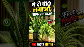 Ye 2 Paudhe Lagao Ghar ki Hawa Ho Jayegi Clean!Plants can naturally help clean the air in your home