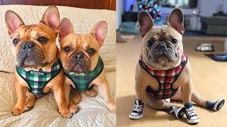 ❤ Cute and Funny French Bulldog Doing Funny Things # 1 | 2019 | Cute Pets ❤