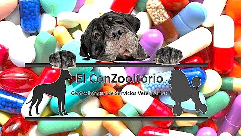 ¿Qué le hará 1 mg de melatonina a un perro?