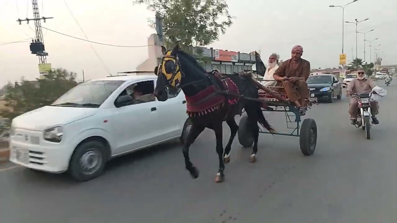 New Horse 🐎 Entry 😁 | Amazing Talent | Pakistan Chhach Shinka Vlog