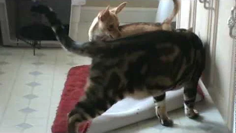 Video 11211451: rescue bengal, bengal cat playing, dog bengal cat, rescued shelter, small cat