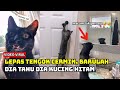 Kucing hitam yang nakal tengok diri sendiri di cermin ini yang berlaku