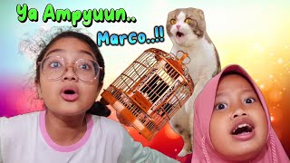 Drama Gara Gara Kucing Marco, Burung Kesayangan Hanum Tamat Deh! 😁 Shafeea Hanum