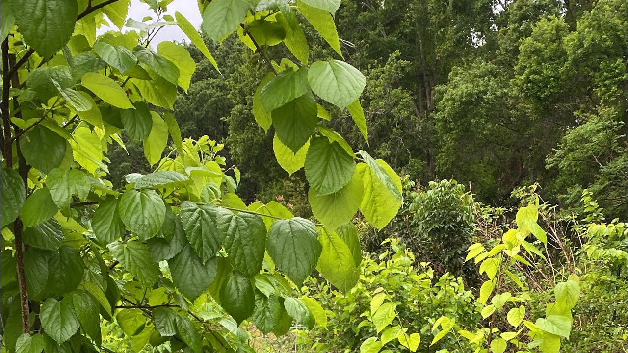 Orchard Stroll..Australian Green Mulberry The Taste Winner So Far…central Fl. Zone 9B 3/21/25