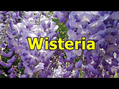 Video: Wisteria Vine - Penyakit Biasa yang Mempengaruhi Wisteria