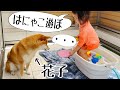 柴犬と２歳娘が水遊びすると若干ホラーみが出てくる｜犬と子供のvlog