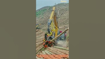 Professional Mechanical Processing of Eucalyptus Log Segmentation