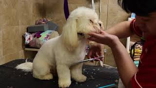 Grooming Nickie using my half inch attachment from Zolitta, Dog grooming in Queens NY by Dalilas Pet Grooming  236 views 3 years ago 15 minutes