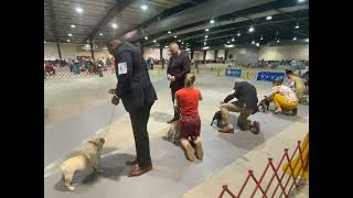 Winners Dog | French Bulldogs | Raleigh AKC Dog Show Day 2