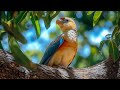 Soothing Piano Gentle Birdsong Relax De Stress Find Inner Calm