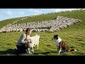 A Peaceful Countryside Life — A Girl, Her Little Dog, and Quiet Days Herding Sheep