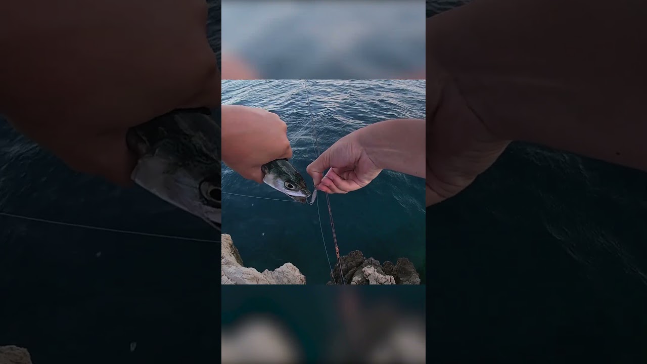 Chub mackerel release
