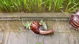 How snails catch baby turtles