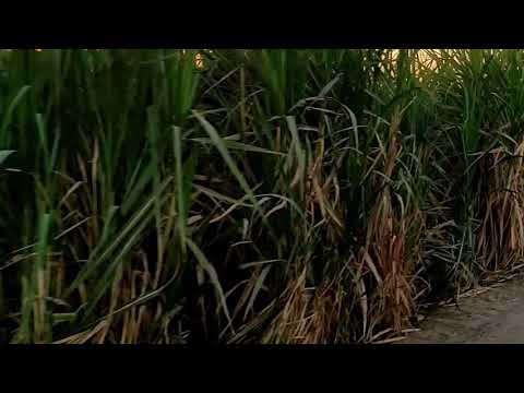 اغنية قلبك ياحول الله