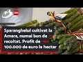 Sparanghelul cultivat la Amara, numai bun de recoltat. Profit de 100.000 de euro la hectar