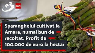 Sparanghelul cultivat la Amara, numai bun de recoltat. Profit de 100.000 de euro la hectar