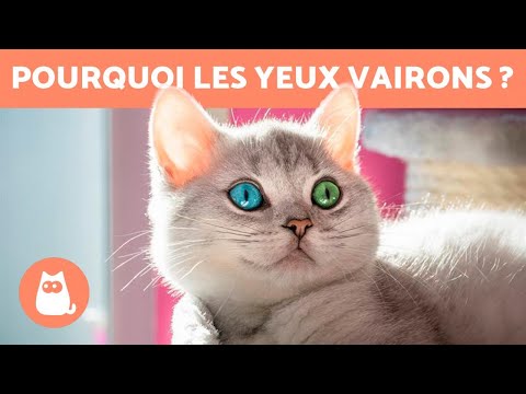 Vidéo: Plus de 150 noms de chats à deux yeux colorés (hétérochromie)