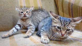 2 Angry Feral Kittens Hiss at Me And Try to Explore New Territory ( Angry Cats ) Lucky Paws