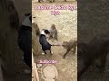 Dog and Monkey #bijnorsnakesaver #snake #youtubeshort