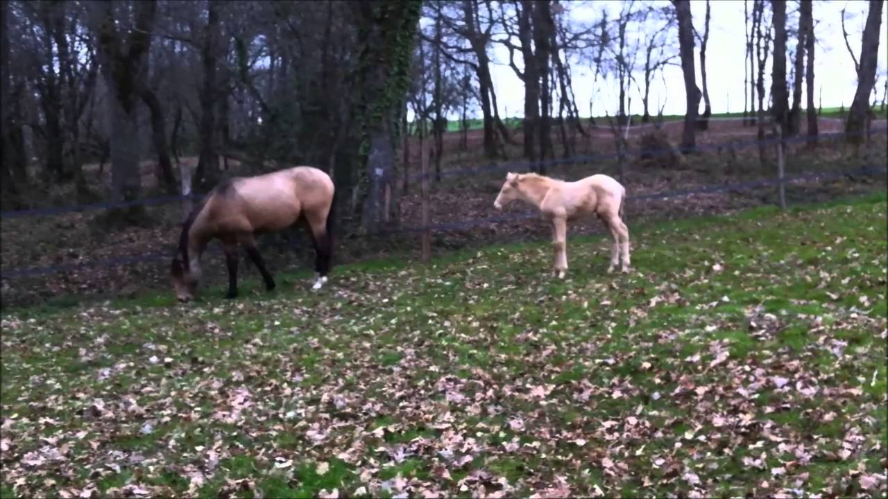 are dating sites scams