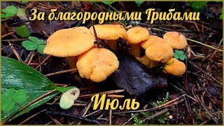 На разведку за благородными Грибами в июле | Снова Лисички, пошли Летние Опята, полно Сыроежек На разведку за благородными Грибами в июле | Снова Лисички, пошли Летние Опята, полно Сыроежек