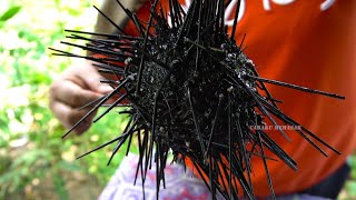 Hunting The Monster Of Sea Urchins